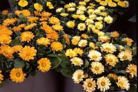 Calendula officinalis - měsíček lékařský (TIP ZC CS) Calendula officinalis - měsíček lékařský (TIP ZC CS)