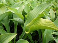 Hosta nigrescens 'Krossa Regal' - bohyška Hosta nigrescens 'Krossa Regal' - bohyška