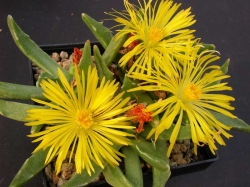Faucaria