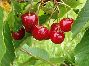 Prunus avium 'Stella' - třešeň