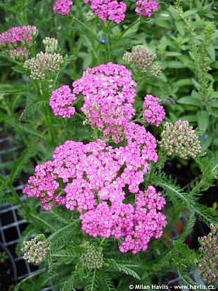Achillea millefolium 'Pretty Belinda' - řebříček