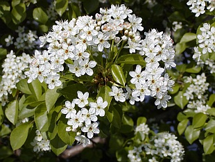 Prunus cerasifera - myrobalán
