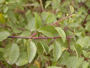 Prunus cerasifera - myrobalán