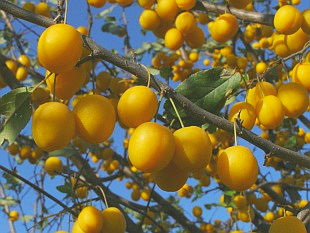 Prunus cerasifera - myrobalán