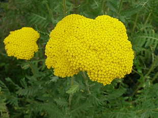 Achillea filipendulina - řebříček tužebníkový