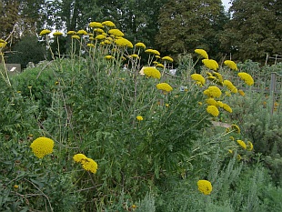 Achillea filipendulina - řebříček tužebníkový