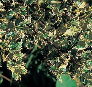 Ilex aquifolium 'Ferox Argentea' - cesmína ostrolistá (READERS DIGEST VÝBĚR) Ilex aquifolium 'Ferox Argentea' - cesmína ostrolistá (READERS DIGEST VÝBĚR)