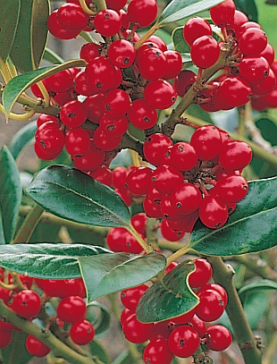 Ilex aquifolium 'J. C. van Tol' - cesmína ostrolistá (READERS DIGEST VÝBĚR) Ilex aquifolium 'J. C. van Tol' - cesmína ostrolistá (READERS DIGEST VÝBĚR)