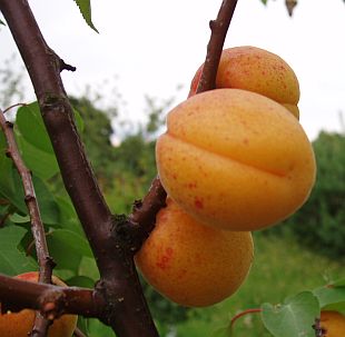 Prunus armeniaca 'Lemeda' - meruňka