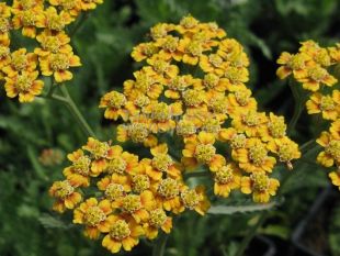 Achillea millefolium 'Terracotta' - řebříček
