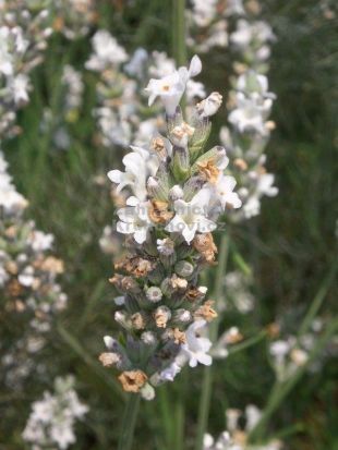 Lavandula x intermedia 'Edelweiss' - levandule