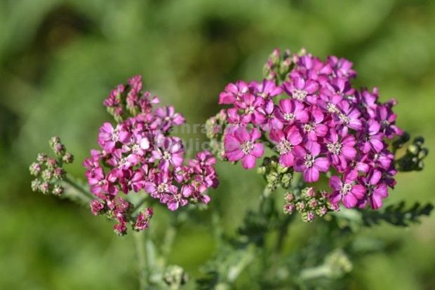 Achillea millefolium 'Excel' - řebříček