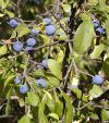 Prunus spinosa - trnka obecná