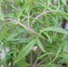 Satureja hortensis - saturejka zahradní
