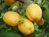 Prunus armeniaca 'Goldrich' - meruňka