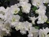 Azalea - azalka