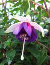 Fuchsia x hybrida 'La Campanella' - fuchsie, čílko