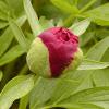 Paeonia lactiflora - pivoňka bělokvětá