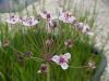 Butomus umbellatus - šmel okoličnatý (PROVOBIS)