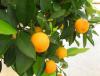 Citrus mitis - pomerančovník zakrslý