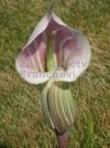 Arisaema candidissimum - arisema, kobří lilie Arisaema candidissimum - arisema, kobří lilie
