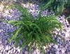 Athyrium filix-femina 'Frizelliae' - papratka samičí