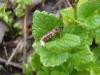Rojení světlušek: Larva světlušky (WIKIMEDIA)