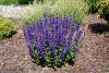 Salvia nemorosa 'Merleau Blue' - šalvěj hajní