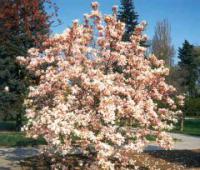 Magnolia x soulangiana - šácholan Soulangeův