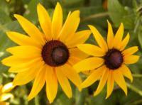 Rudbeckia fulgida var. sullivantii