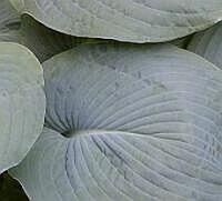Hosta sieboldiana Elegans