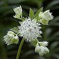Astrantia major