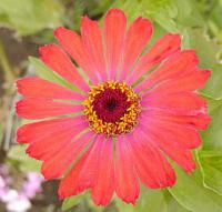 Cínie - Zinnia elegans