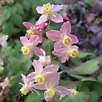 Epimedium - škornice