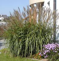 Travina Miscanthus sinensis Silberfeder