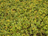 Sanvitalia procumbens - sanvitálka