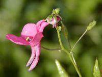Ostruhatka - Diascia barberae
