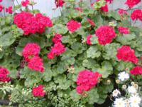 Pelargonium zonale - muškát