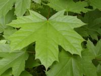Acer platanoides