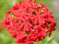 Monarda