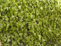 Parthenocissus quinquefolia Parthenocissus quinquefolia