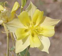 Aquilegia chrysantha