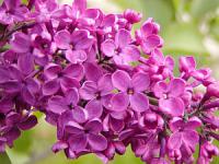 Syringa vulgaris - šeřík Syringa vulgaris - šeřík