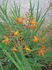 Crocosmia - montbrécie
