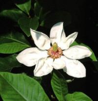 Magnolia 'Charles Coates' - šácholan