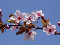 Prunus cerasifera Nigra - myrobalán