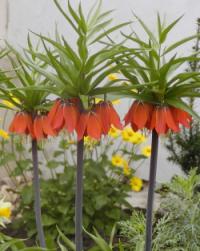 Fritillaria imperialis - řebčík královský Fritillaria imperialis - řebčík královský