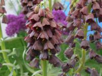 Fritillaria persica - řebčík perský Fritillaria persica - řebčík perský