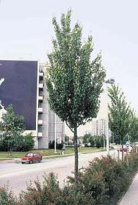 Pyrus communis 'Beech Hill' - hrušeň