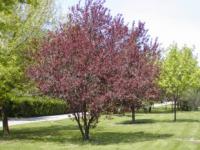 Prunus cerasifera 'Nigra' - myrobalán
